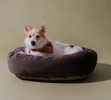 Dog Beds