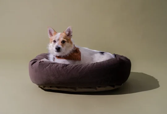 Dog Beds