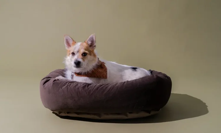 Dog Beds