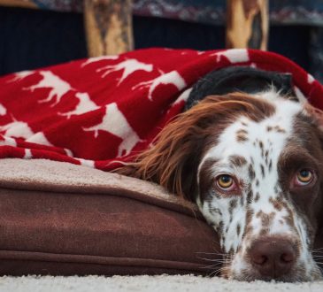 Dog Blankets