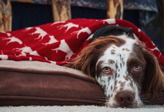 Dog Blankets