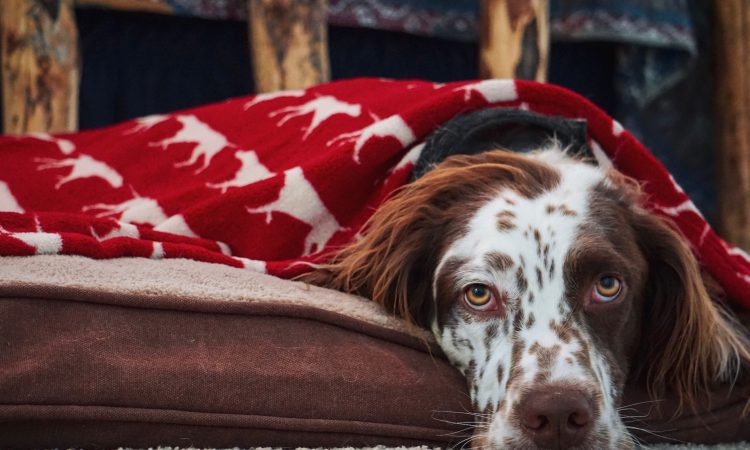 Dog Blankets