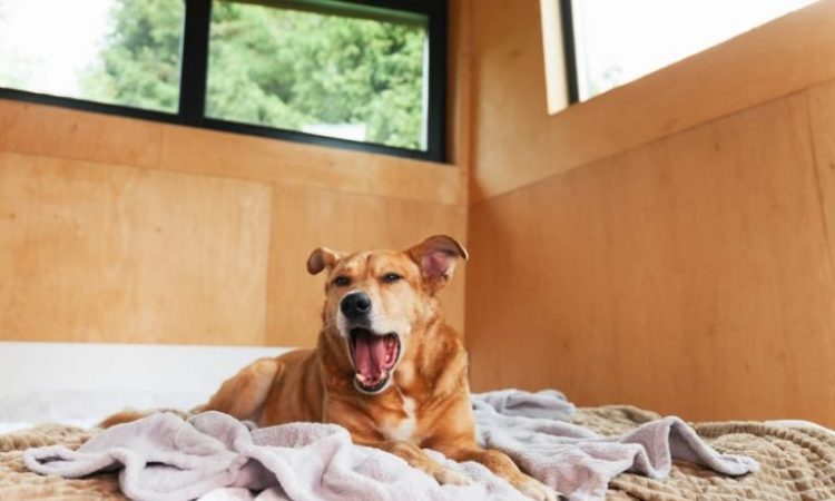 Dog Blankets